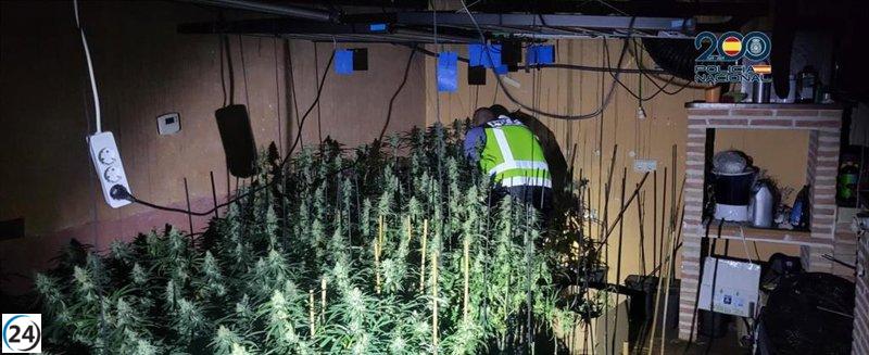 Incendio revela plantación de marihuana en hogar de Guadalajara.