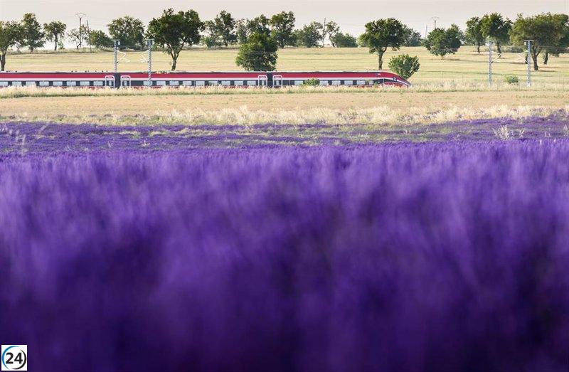 Renfe reanuda el 'Tren de la Lavanda' hacia los campos de Brihuega este jueves.