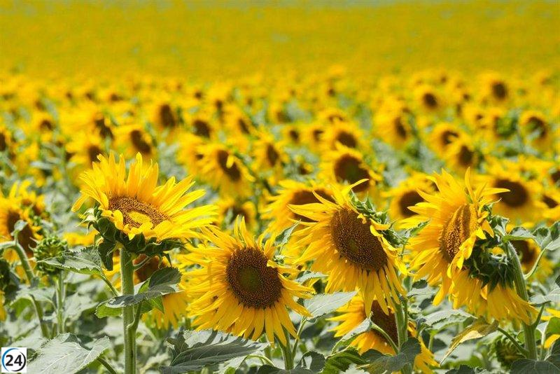 Agricultura capacitará a más de 1.000 agricultores para acceder a subsidios de girasol sostenible.