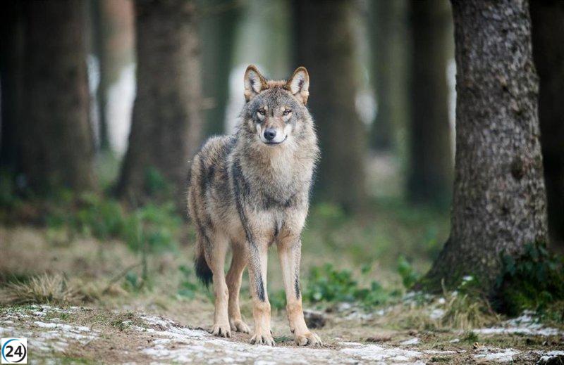 El Ministerio cancela la reunión de la Comisión que discutiría el informe del lobo.