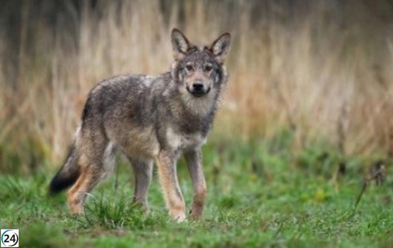 APAG elogia el respaldo de la Diputación de Guadalajara frente a ataques de lobo, mientras critica la ayuda