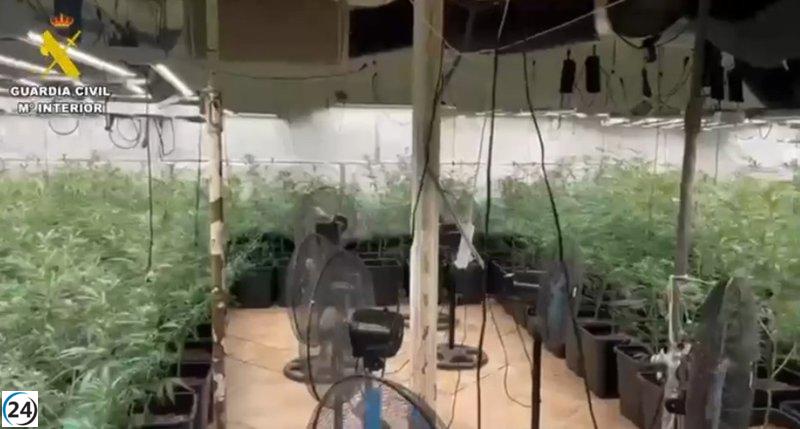 Desmantelan cultivo ilegal de marihuana en Novés: detienen a dos implicados.
