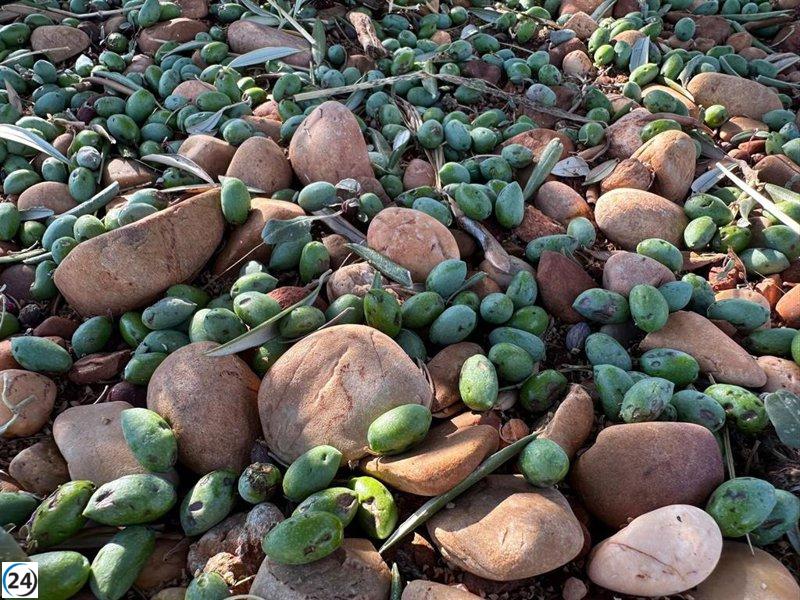 Tormentas asestan un duro golpe a los cultivos de La Manchuela, afectando más del 50% de viñedos y olivares.