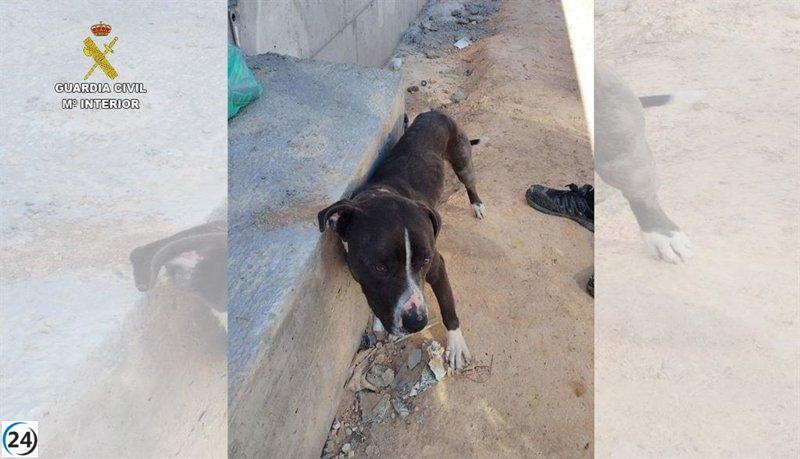 Se investiga el abandono de un perro atado al sol en Valdepeñas.