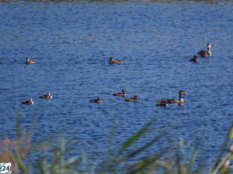 Récord de aves acuáticas en el Parque de Las Tablas gracias a la recuperación hídrica.
