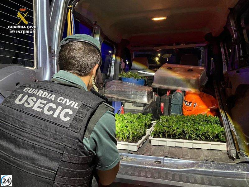 Capturan a dos individuos en Pozo de Guadalajara con 400 plantas de marihuana en su vehículo.