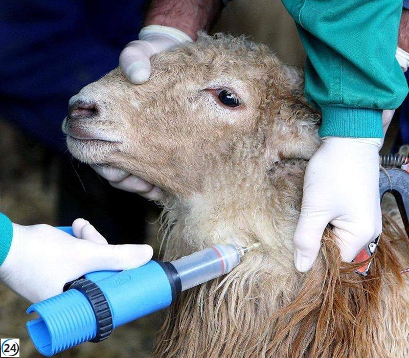 PP denuncia descontrol en el manejo de la crisis de lengua azul por parte del Gobierno de C-LM.