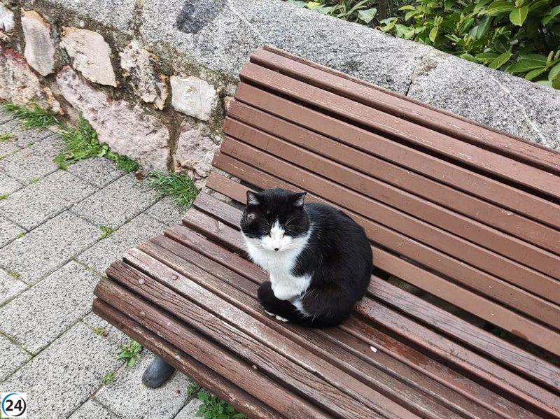 Cuenca en Marcha dona nuevamente entradas de conciertos a la Protectora de Animales 'Bonamiko'