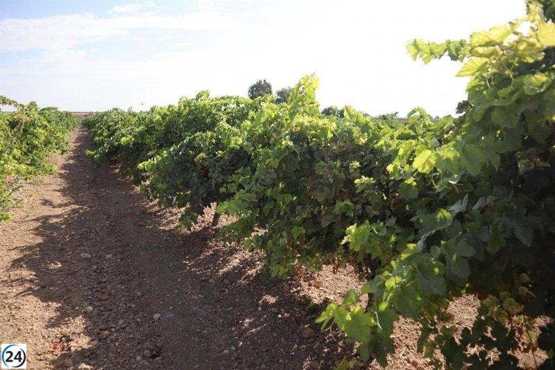 Viticultores de CLM obtienen 5,5 millones de euros en compensación anticipada por daños de pedrisco.