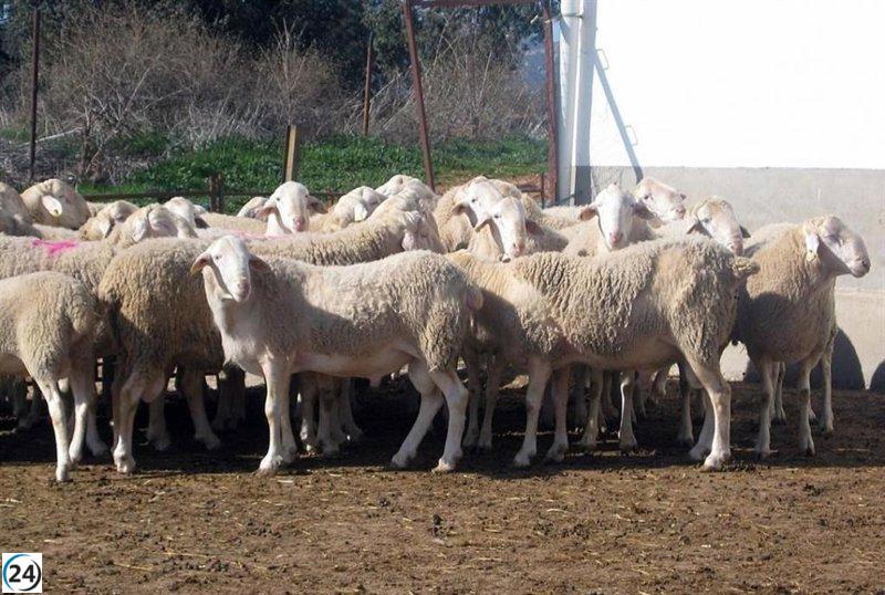 Asaja aplaude las ayudas de CLM por lengua azul, pero demanda respuestas ágeis en sanidad animal.