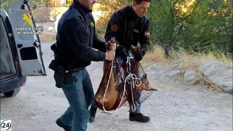 Liberan a corza atrapada en finca del casco antiguo de Cuenca.
