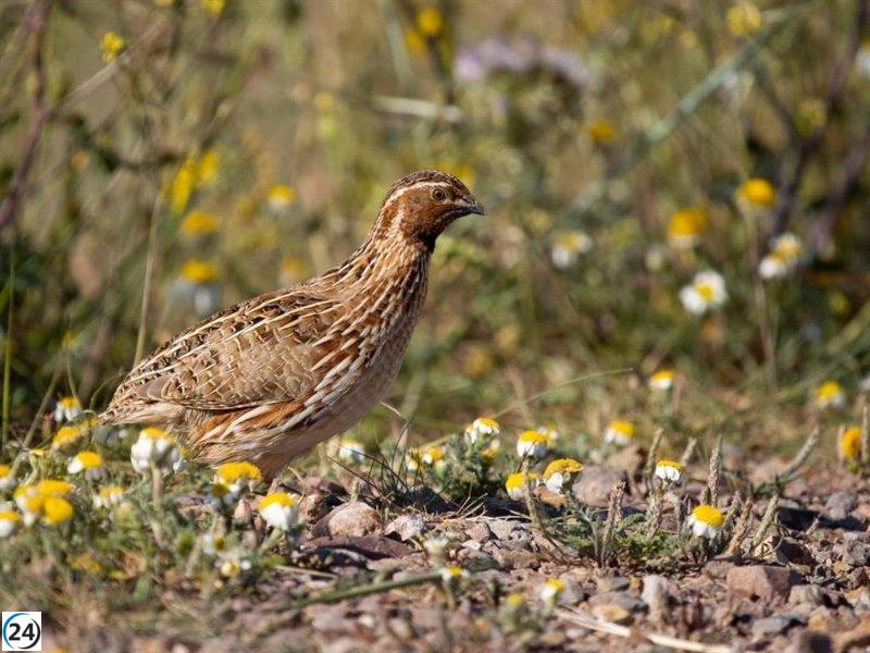 Ecologistas demandan a C-LM que asuma responsabilidades tras derogar Reglamento de Caza.