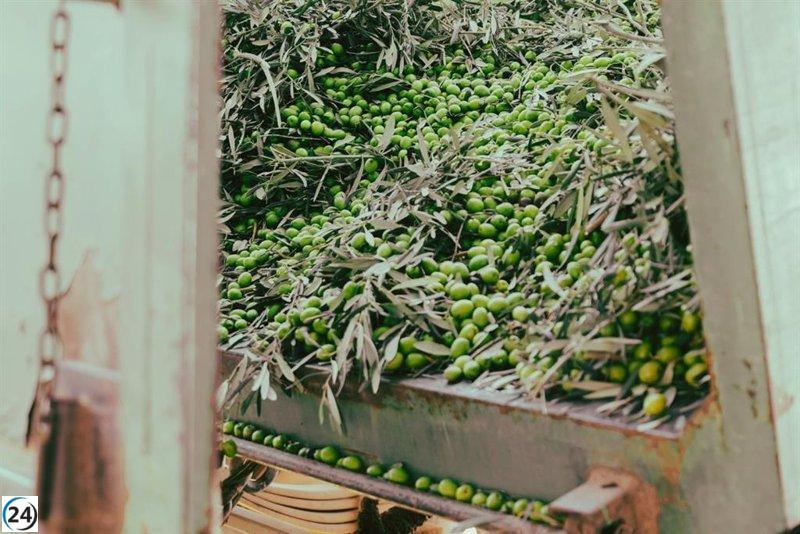 Castilla-La Mancha prevé una cosecha de 121.500 toneladas de aceite en la próxima campaña agrícola.