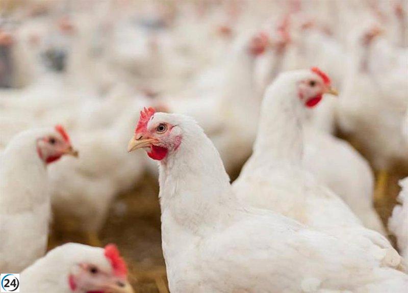 Agricultura activa medidas tras detectarse Influenza Aviar en Yeles, Toledo.