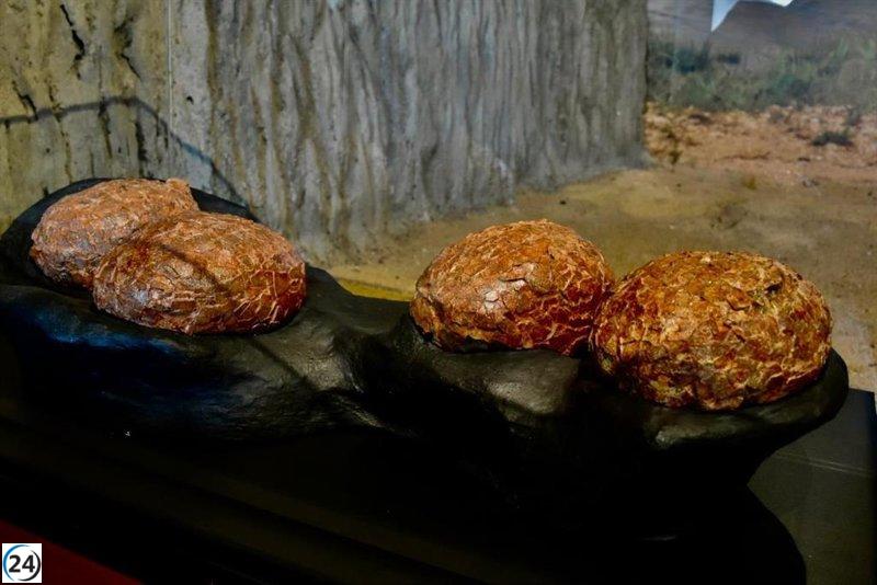 MUPA presenta nuevos hallazgos de huevos de titanosaurios en el yacimiento cretácico de Poyo, Guadalajara.