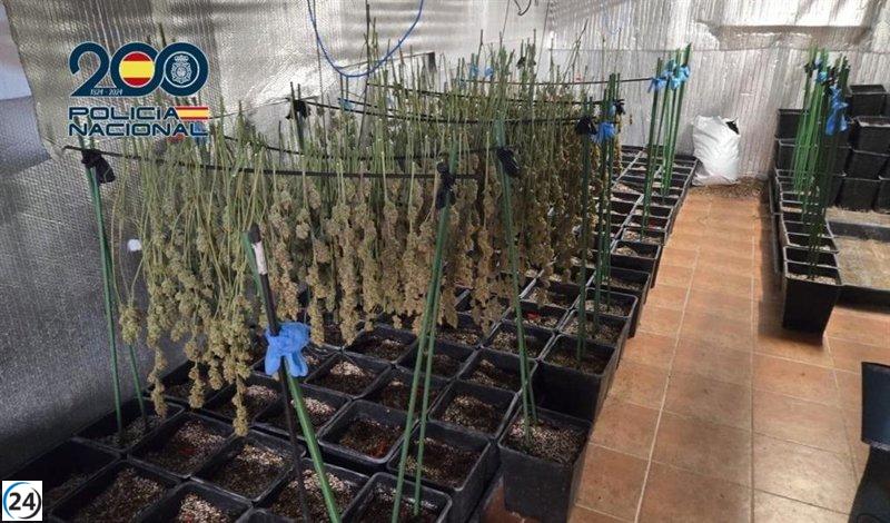 Desmantelan cultivo ilegal de cannabis en Ugena y arrestan a cuatro personas.