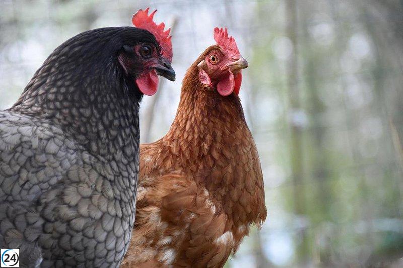 C-LM impone desde hoy la prohibición de criar aves de corral al aire libre por la amenaza de la gripe aviar.