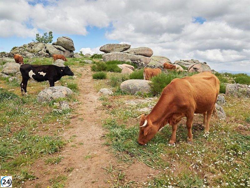 El Gobierno de C-LM pagará a 6.000 productores agrícolas y ganaderos 19,5 millones de euros este mes para mitigar el impacto del conflicto en Ucrania.