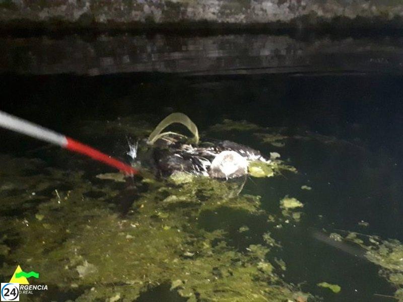 Bomberos salvan águila de una piscina en Puertollano.