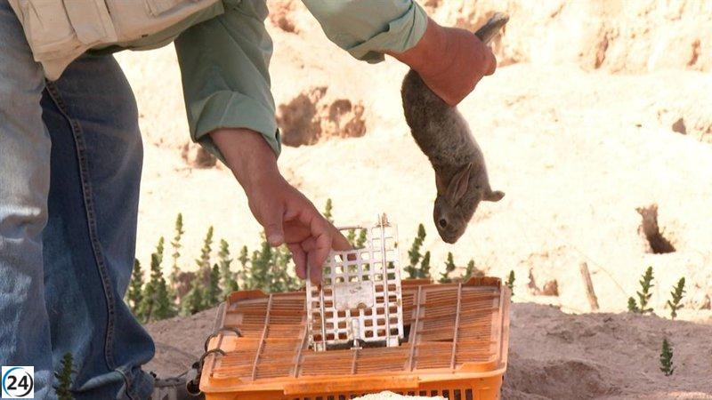 C-LM aumenta caza de conejos para ayudar a agricultores durante sequía.