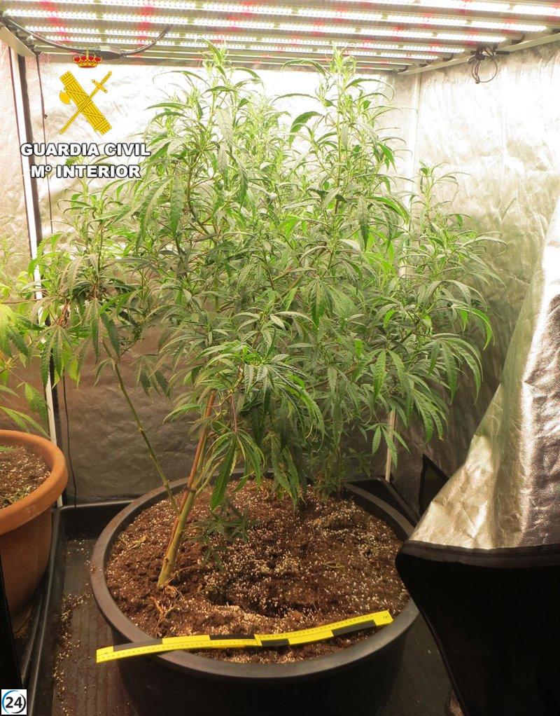 Capturado hombre de 41 años por cultivar y comercializar marihuana en La Gineta.