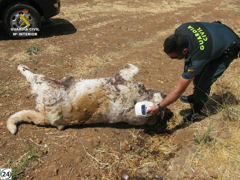 Guardia Civil denuncia a persona por arrojar cadáver de perro en El Casar.