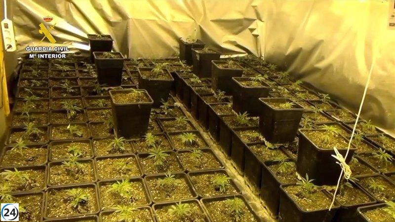 Guardia Civil incauta gran cantidad de plantas de marihuana en Bienservida y arresta a uno, investiga a otro.