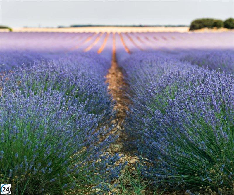 CLM adelanta la siega tardía del 10% de las superficies de aromáticas al 1 de agosto debido a la sequía.