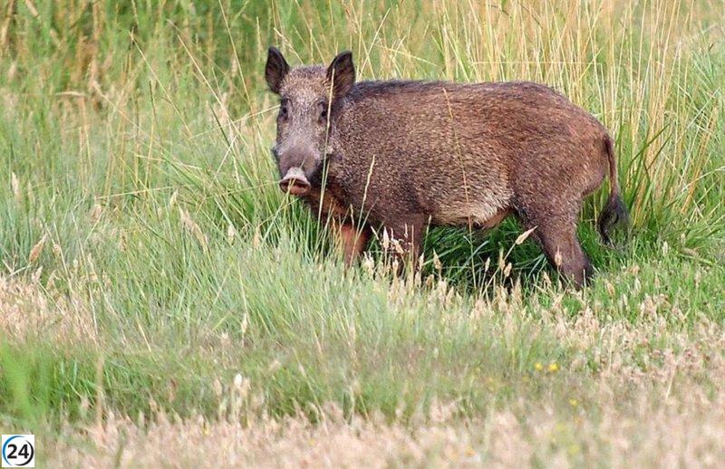 Este jueves se establecen los periodos hábiles de caza y vedas en C-LM para 2023-2024.