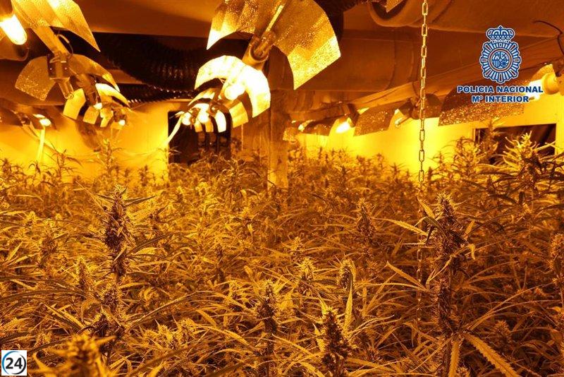 Mujer detenida por plantación de marihuana subterránea en Toledo.