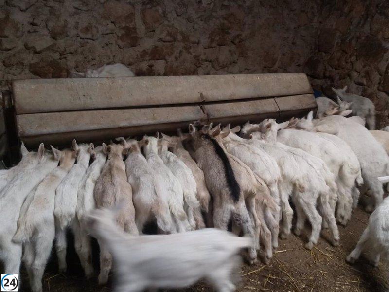 Se endurecen condiciones para sacrificar animales en mataderos de zonas con viruela ovina.