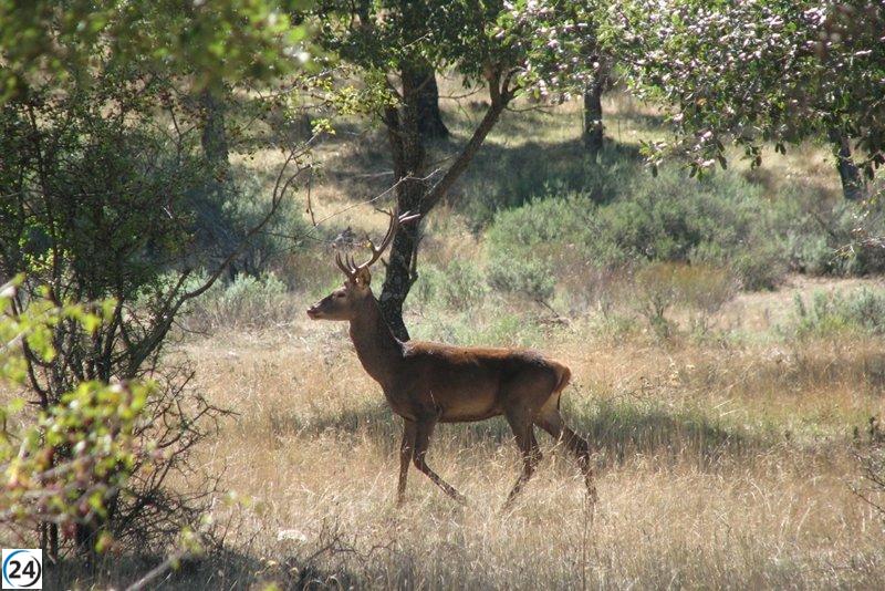 Ecologistas critican plan de gestión de ungulados de Cabañeros por dañar conservación del parque.