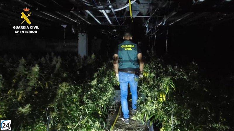 Tres personas arrestadas por plantación de 3,000 marihuanas en Alcolea del Pinar.