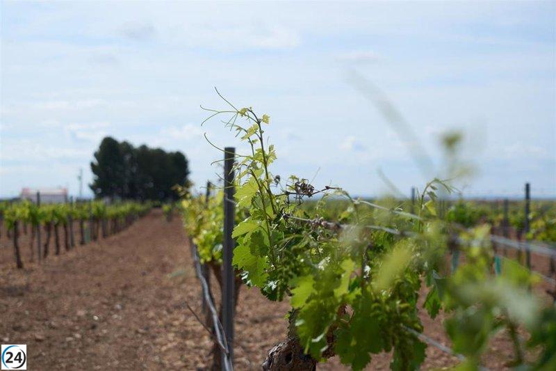Castilla-La Mancha lidera en extensión de viñedos al autorizarse la plantación de 1.407 nuevas hectáreas en 2023.