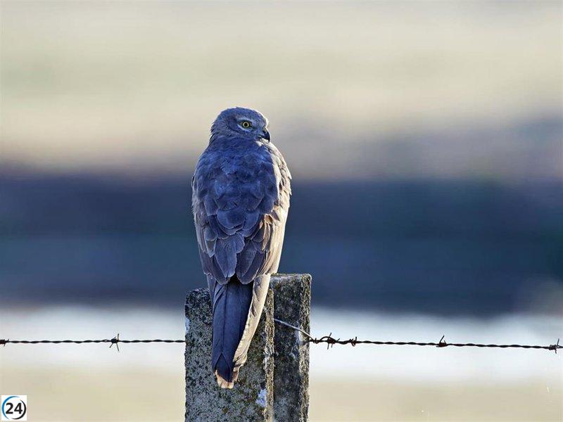 Iberdrola apoya la salvación del aguilucho cenizo en Cuenca.