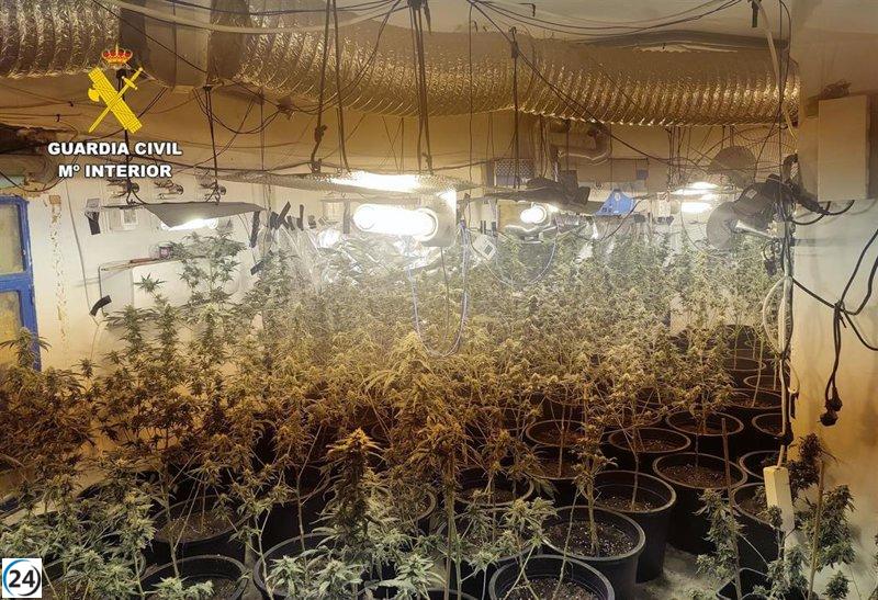 Cuatro personas arrestadas y dos centros de producción y germinación de cannabis desmantelados en Albatana.