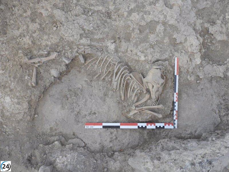 Descubren oveja del siglo XI en excavaciones en Alquería de La Graja en Higueruela