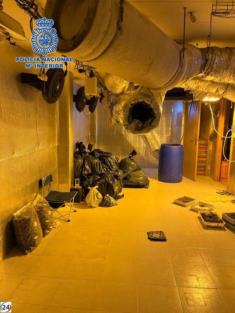 Desmantelados dos plantíos ilegales de marihuana en La Sagra con 886 plantas incautadas.