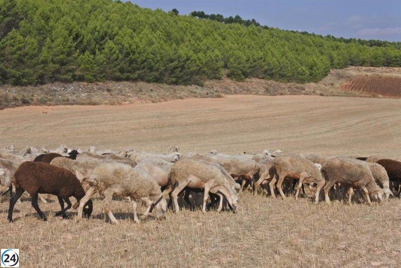 C-LM establece medidas sanitarias para controlar la viruela en ovino y caprino.