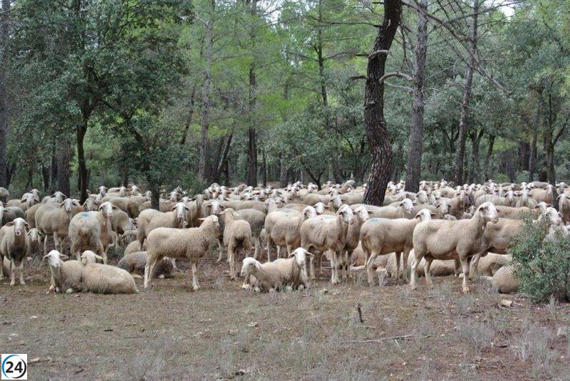 C-LM actualiza medidas para prevenir la viruela ovina tras un periodo sin nuevos focos