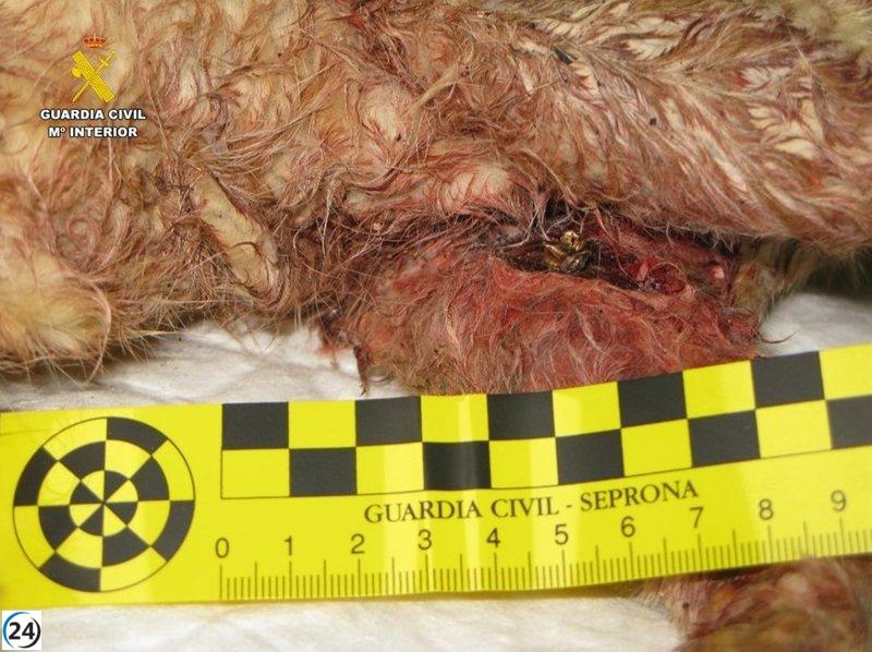 Indagado por muerte de gato tras disparo en Malagón