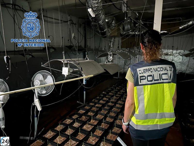 Pareja detenida por cultivar 602 plantas de marihuana en su vivienda en Magán