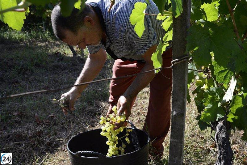 CCOO llama a los dueños de viñedos a realizar una vendimia excepcional