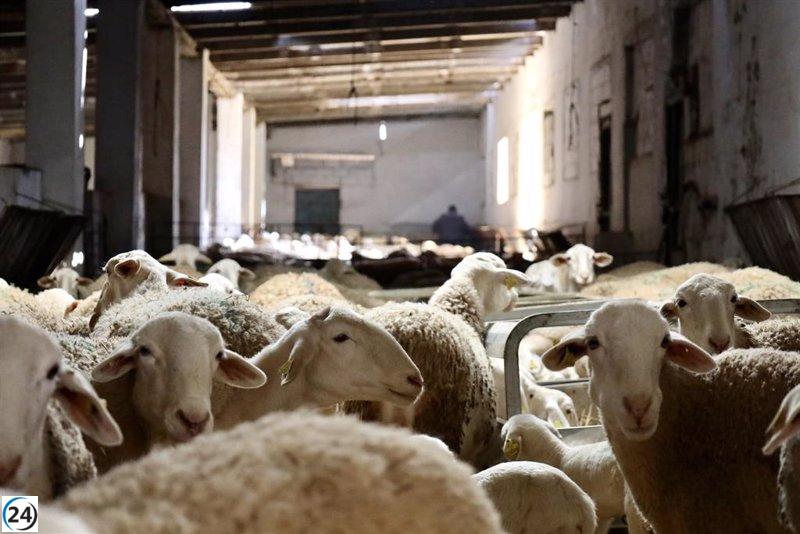 Castilla-La Mancha elimina las restricciones a los movimientos ganaderos tras erradicar la viruela ovina y caprina