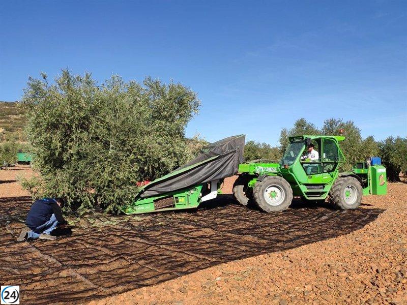 Perspectivas de Asaja: La campaña de aceituna en C-LM se espera superior a 2020, pero inferior a la media