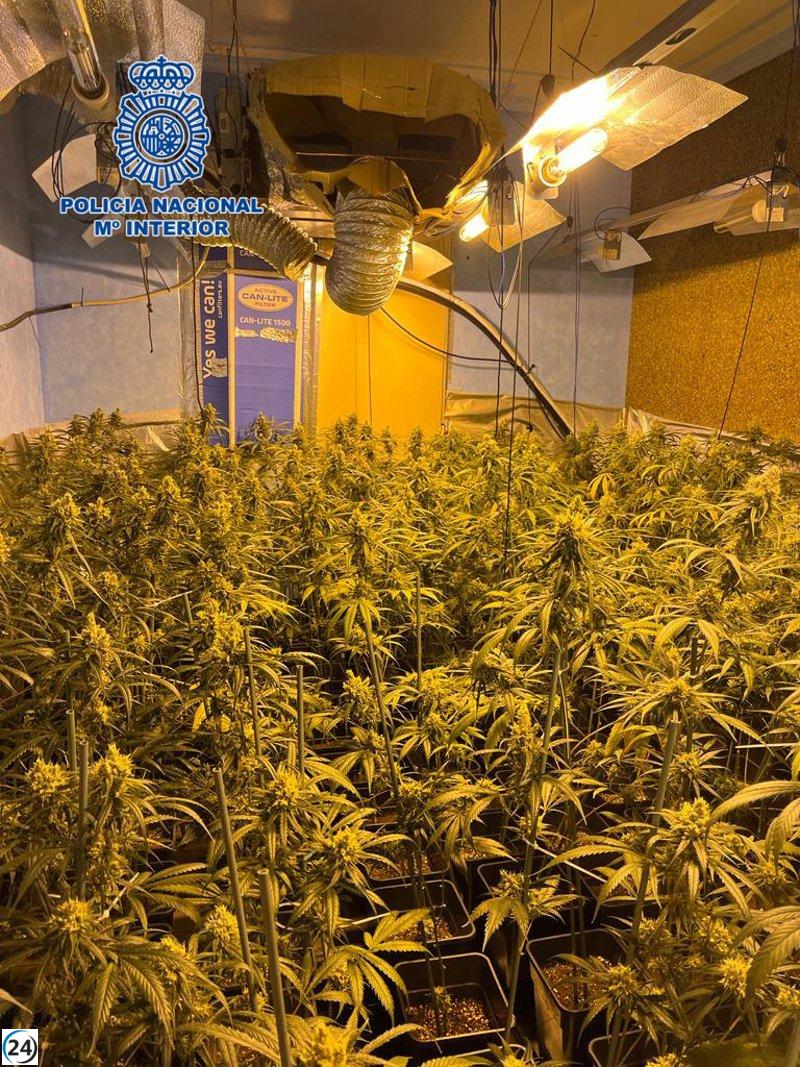 Descubierto cultivo de marihuana escondido en una casa de Cabañas de la Sagra