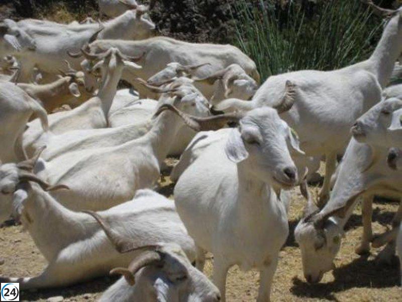 Subvenciones a ganaderos en C-LM: hasta 2.000 euros por daños causados por aves necrófagas en ganado vacuno