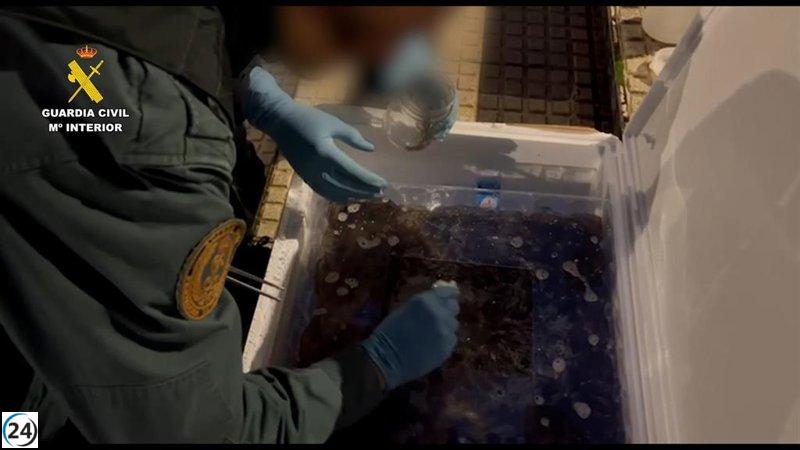 Detención en Guadalajara por tráfico ilegal de 170 kilos de angulas vivas