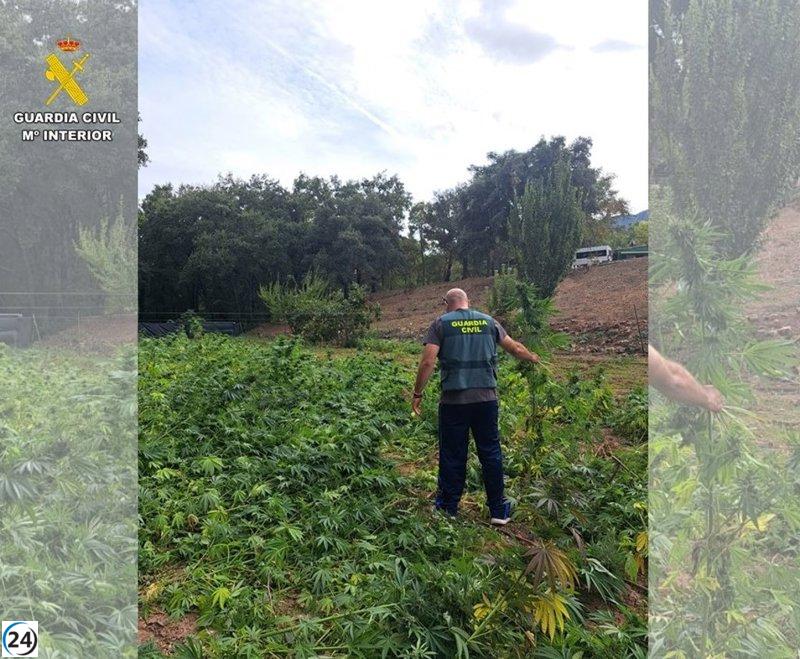Desmantelan banda de narcotráfico en Fuencaliente: incautan 2.500 plantas de marihuana y arrestan a tres individuos