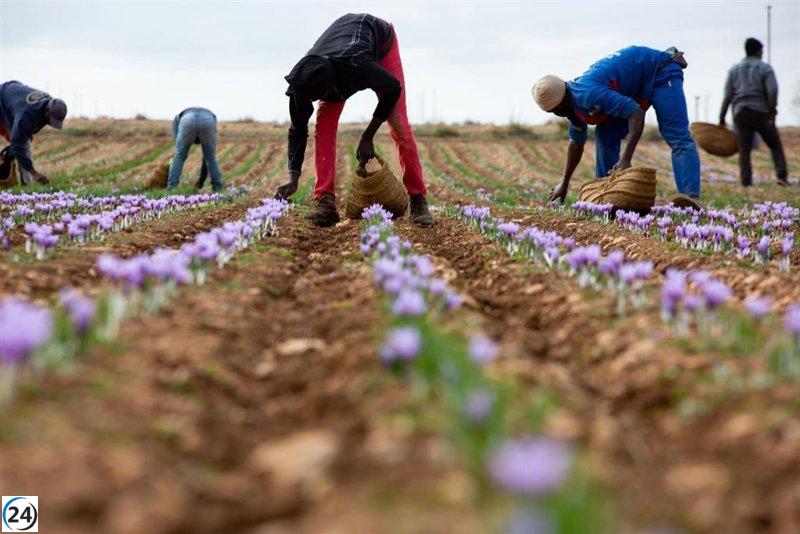 La producción de azafrán en La Mancha cae un 40% en 2023; nivel más bajo en diez años.